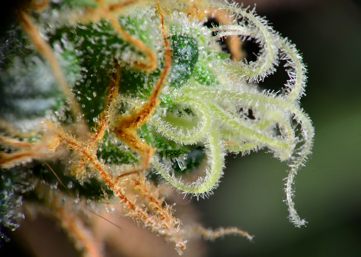 Closeup of mature cannabis indica female bud.